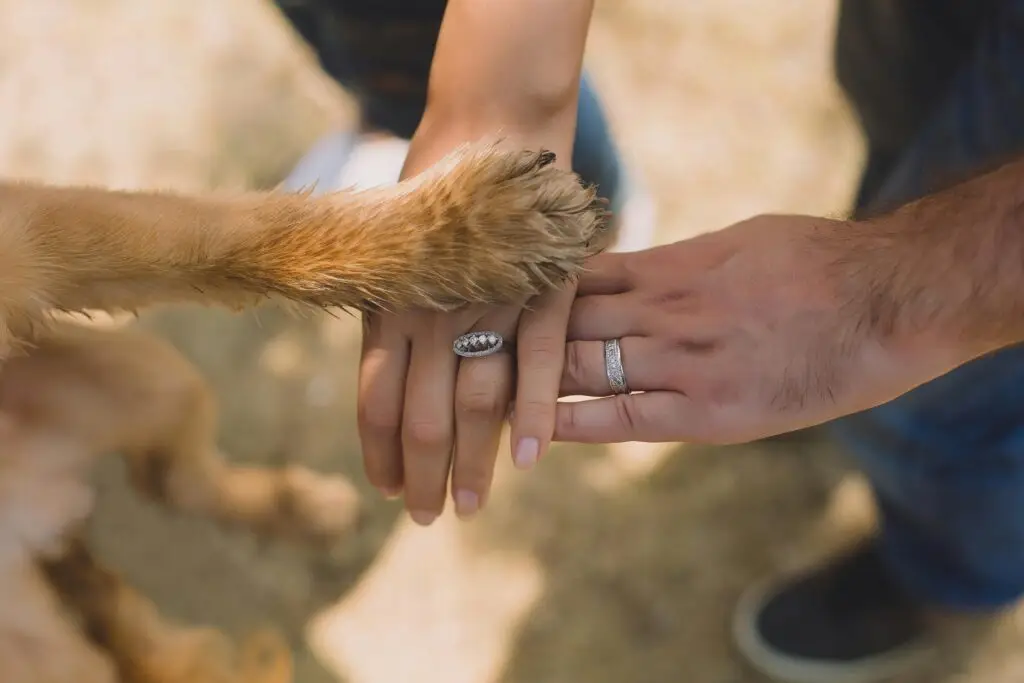 A close-up of hands and a dog's paw displaying unity and love outdoors.